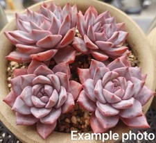 2-Inch Echeveria Blue Bird Succulent Rooted Rare Live Single-Head Plant