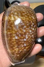 Macrocypraea cervus ( Linnaeus,1771)  123.6mm