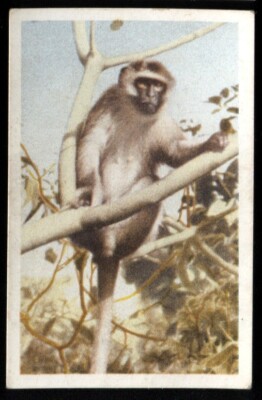 Tabakkarte, UTC, OUR SOUTH AFRICAN NATIONAL PARKS, Std, 1941, Vervet Monkey, #76
