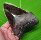 New ListingAlmost 6 inch Megalodon Shark Tooth w/ Display Stand