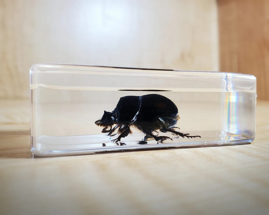 Dung Beetle In Resin, Insects in Lucite, Oddities, Catharsius Molossus ...