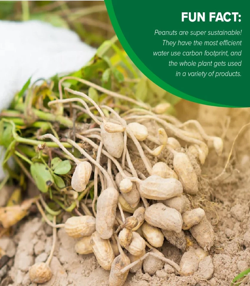 5 PACK - Hampton Farms Unsalted In-Shell Peanuts (5 lbs.) Total 25 lbs - Image 3 of 3