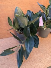 Rare Scindapsus treubii dark form-whole trailing houseplant- aroid- pot 12cm