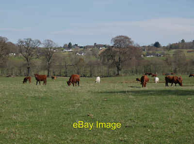 Photo 12x8 Cattle, by Logieside Muir of Ord Low-lying grassy fields, some  c2021