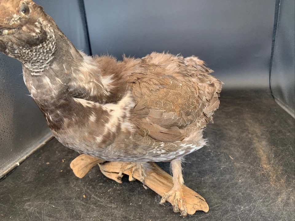 Taxidermia de urogallo, cola rota. Foto 4 de 4