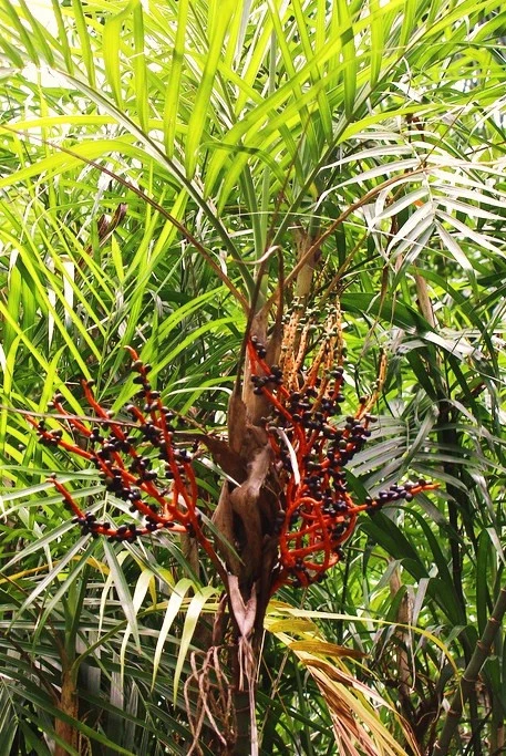 Reed palm sales