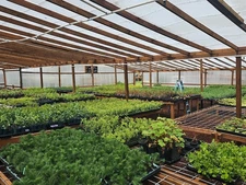 2PACK Live Lg 8" Oriental Arborvitae Hedge Tree 5" Pot MORE U BUY/LESS PER PLANT