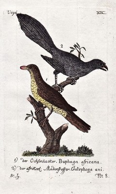 Pirol oriol maggot chopper oxpecker bird birds engraving copperplate 1790