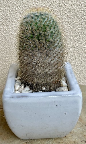 Cactus Mammillaria Albilanata en maceta 12 meses, H 10 W 7 CM envío desnudo enraizado - Imagen 3 de 5