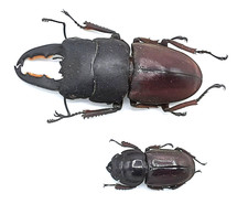 Lucanidae, Serrognathus (Dorcus) taurus taurus, par, A1, 23/49 mm, Sumatra