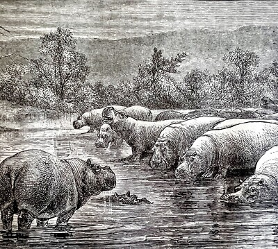 #ad Hippo Herd In Congo River 1890 Engraving Victorian Stanley In Africa DWAA2E $29.99
