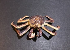 Yujin Takara Kaiyodo Retired Japan Exclusive Alaska King Crab Figure *No Paper