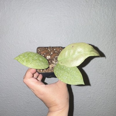 Hoya sp.  menak (super silver, blushes pink)  