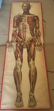 anatomical manikin mannequin portfolio skeleton muscles body Thermo Ware rare