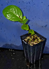 Annona monticola — photo 2