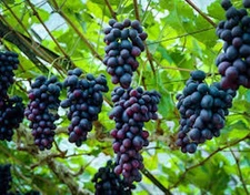 1 Muscadine Grape Plant Southern Home Vitis Starter Plant