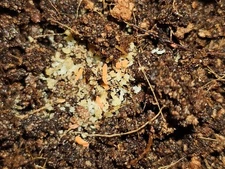 Orange Springtails Yuukianura Aphoruroides 75+ ct. on clay or coco coir