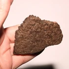 Museum Quality Ankylosaurus Scute - Dino Fossil CRETACEOUS Hell Creek Formation