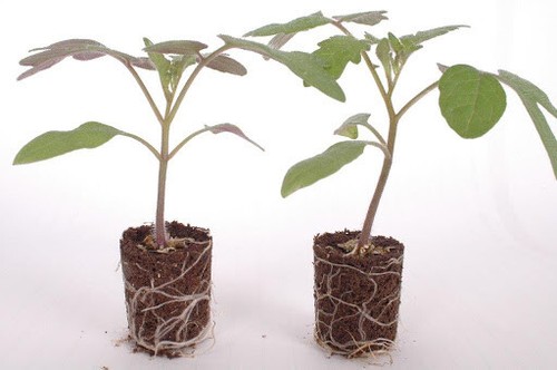 4x San Marzano Plug Plants Cherry Tomato (No Seeds) Garden - Picture 2 of 2