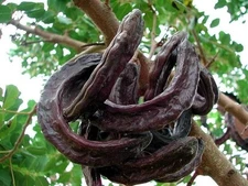 Carob Tree Seeds select 10 - 30 - 240 Seeds St. John's Bread Ceratonia siliqua