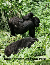 Postcard Uganda # Bwindi Rainforest National Park # Mountain Gorillas