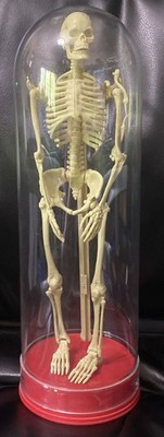 Vintage 1991 Workman Skeleton Tubed Dome Plastic 12  Oddities Educational Model