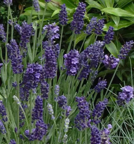 25+ Lavender 'Ellagance Purple' Seeds 1st Year Flowering! Lavandula angustifolia