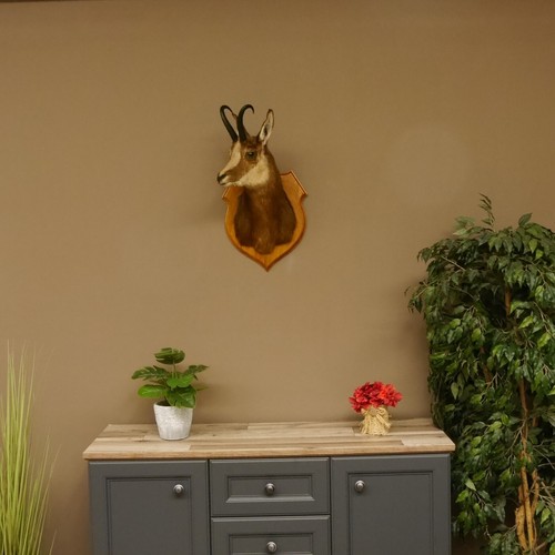 Gamsbock Gamshaupt Gams Gemse lunghezza tubo 20,4 cm testa preparazione principale 85.13.61 - Foto 5 di 7