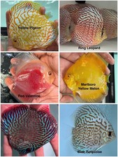 Pack of 6 Discus Fish 3.75  - 4  - Live Fish Aquarium Overnight Shipping