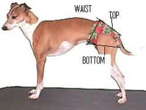 Italian greyhound store diapers