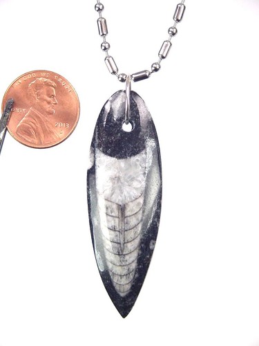 BUTW ortoceras nautiloide fósil collar joyería con cadena 7015K - Imagen 2 de 4