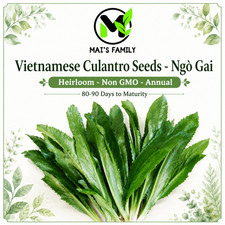 Vietnamese Culantro Ngo Gai Seeds Heirloom Eryngium foetidum Recao Herb