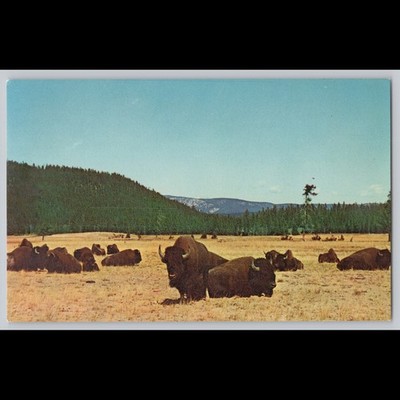 Postcard Bison Herd Yellowstone National Park Animals Nature