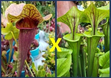 2024 SARRACENIA SEEDS: CATESBAEI RED X FLAVA ORNATA [CARNIVOROUS PLANT SEED]
