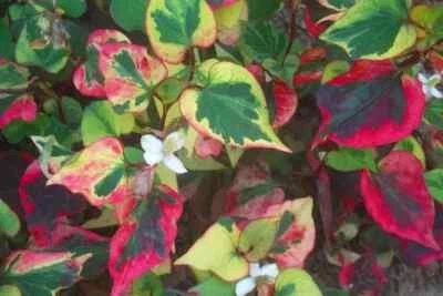 Houttuynia cordata chameleon rougeâtre plante bassin ou pot - Photo 1/3