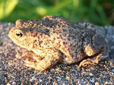 Photo 6x4 Common Toad (Bufo bufo) Lunan/NO6851 I found this chap hopping c2010