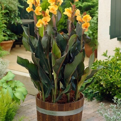 Canna Lily Canna Perennial Seeds & Bulbs Flowering for sale | eBay