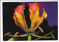 Canale radio QSL Sudafrica Auckland Park Verwoerd 1993 su 15220 kHz DX SWL