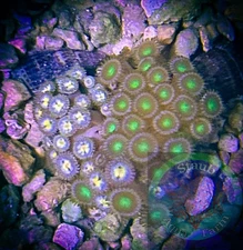 SAF~ Small  Zoanthid Coral Colony, “WYSIWYG” Paly, Zoa, Zoanthid