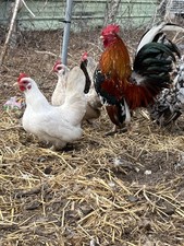 12 Serama Hatching Eggs