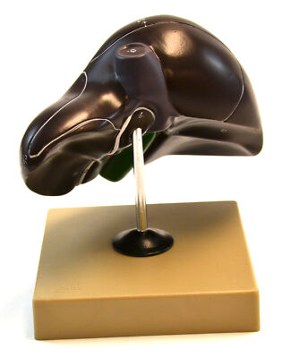 Eisco Labs Human Liver Model with Gall Bladder - Half Life Size - 7 x 5 Inches