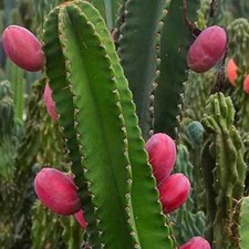 Peruvian apple cactus 10 seeds cereus repandus  Cereus peruvianus Edible fruit