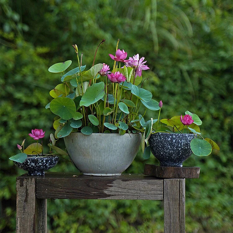 Nurture Tranquility with 10 Bowl Lotus Seeds A Serene Marvel for
