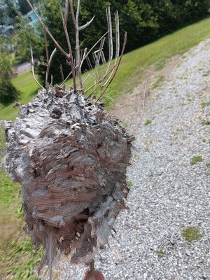 Bald Face Hornet Nest Bee Hive For Taxidermy Wasp Bees House Organic Non GMO