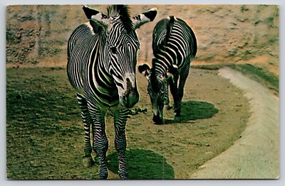 Postcard Zebra San Diego Zoo California Equus quagga