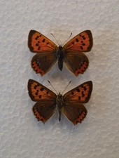 Small Copper Butterfly pair Yorkshire 1980's  /Lepidoptera/ Insects/ Taxidermy