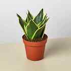 25+ Seeds Snake Plant 'Black Gold'