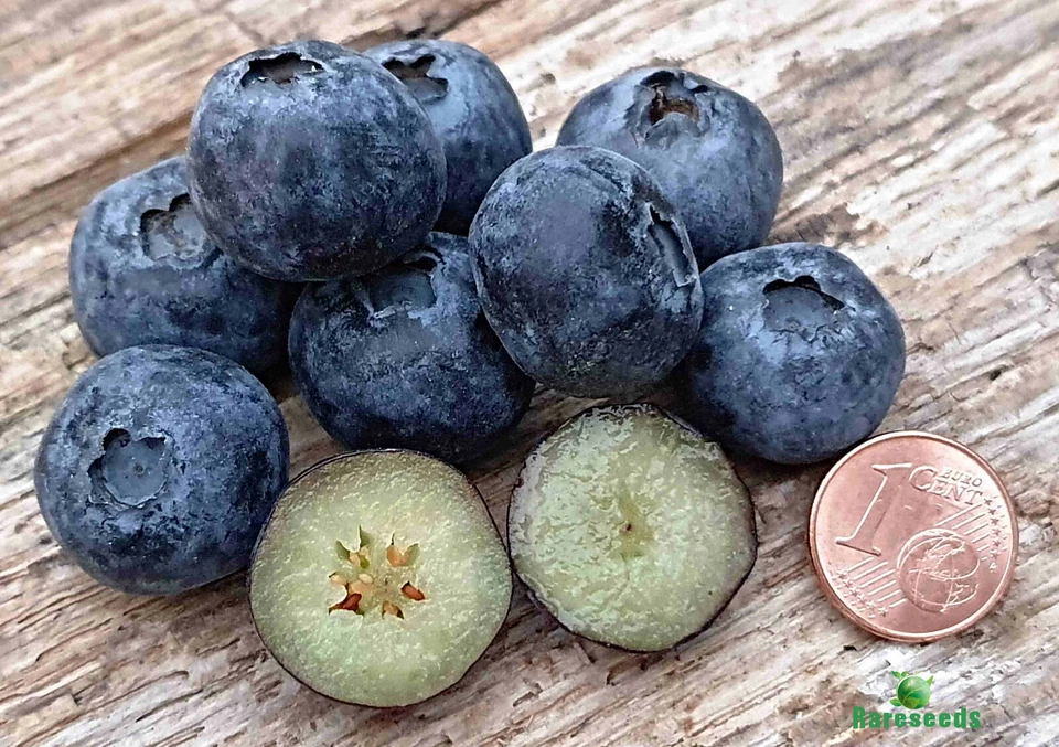 amerik. Heidelbeere Samen, Blaubeere, Vaccinium corymbosum - Bild 2 von 3