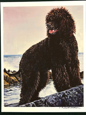Irish Water Spaniel 11 x 16 Print by Shepherd