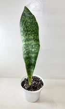 Sanseveria Masoniana (Whaletail) Live Plant - 17” Tall